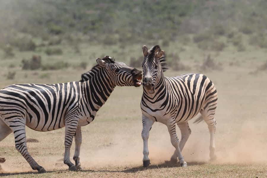 Addo Elephant National Park Private Full-Day Safari - Who will enjoy this Addo day most