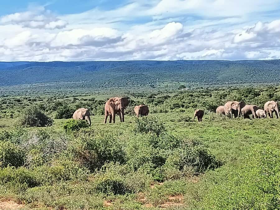 : Addo Elephant National Park Safari Half Day - Pickup from Port Elizabeth and the south gate