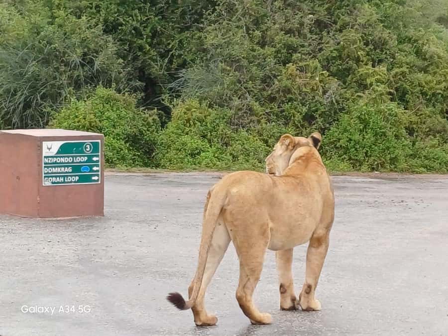: Addo Elephant National Park Safari Half Day - The vehicle can change the quality of the outing