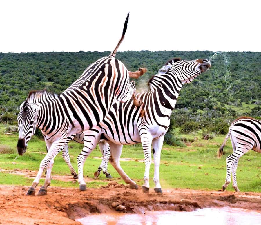 : Addo Elephant National Park Safari Half Day - How the price compares with the experience