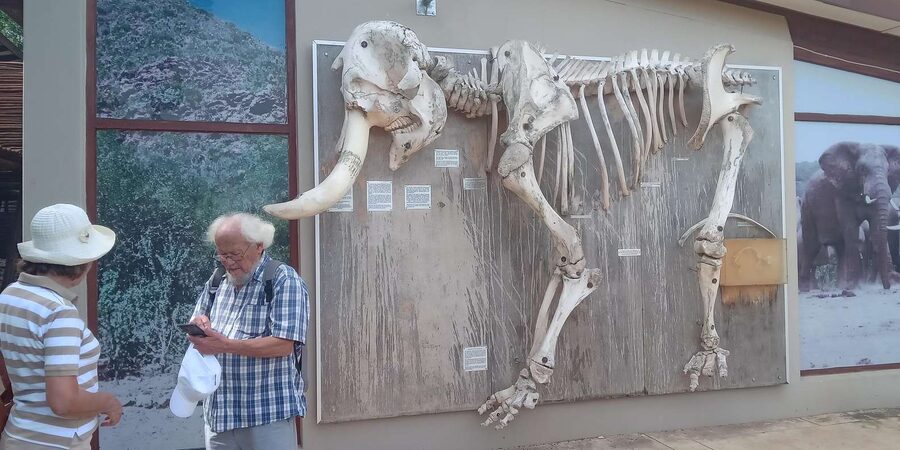 : Addo Elephant National Park Safari Half Day - Who should choose this Addo safari