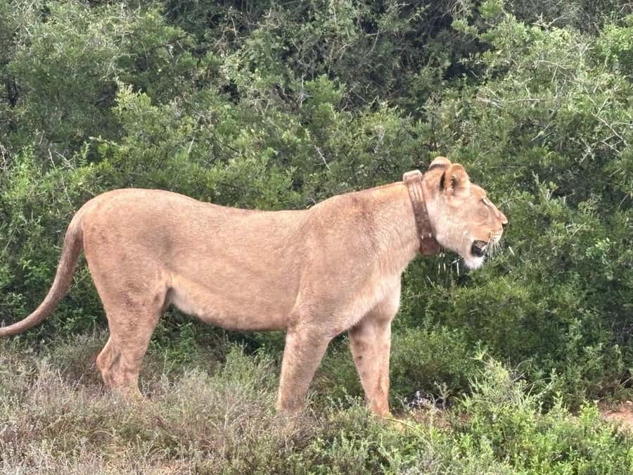: Addo Elephant National Park Safari Half Day - What the four-hour game drive feels like