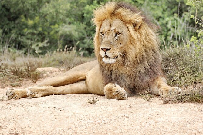 Addo Elephant National Park Tour - Full day of Wildlife Wonders - Why Addo is such a strong elephant destination
