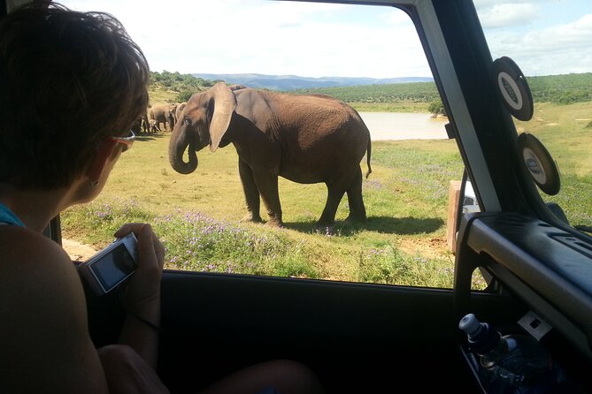 Addo Elephant National Park Tour - Full day of Wildlife Wonders - A look at the vehicle and guiding style