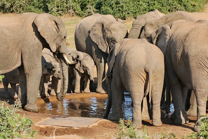 Addo Elephant National Park Tour - Full day of Wildlife Wonders - Entering through Southern Mayolweni Gate