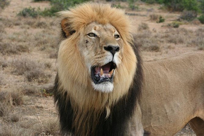 Addo Elephant National Park Tours from Port Elizabeth - Key points to know before booking