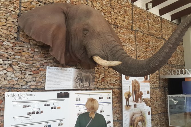 Addo Elephant National Park Tours from Port Elizabeth - Why a private Addo safari works so well
