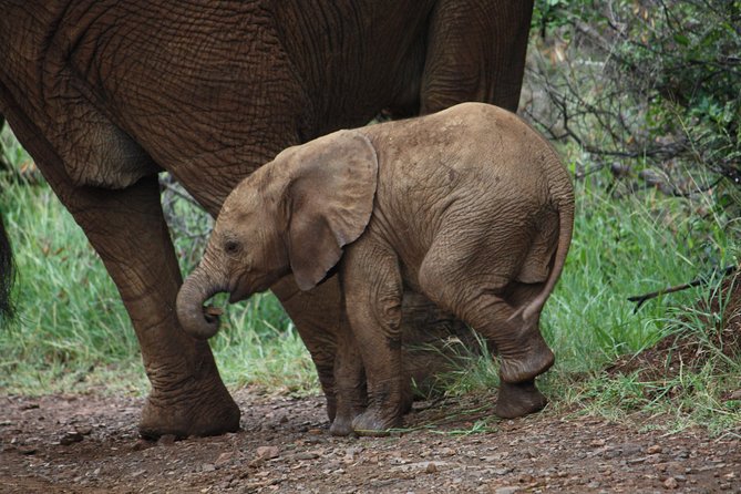 Addo Elephant National Park Tours from Port Elizabeth - Half-day or full-day: choosing the right length