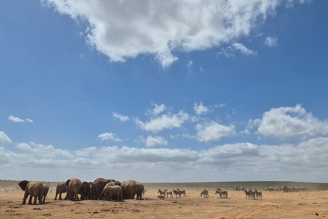 Addo Elephant National Park Tours from Port Elizabeth - What the ranger adds to the drive
