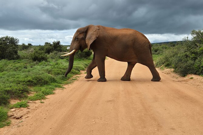 Addo Elephant National Park Tours from Port Elizabeth - Price and what the $142.93 covers