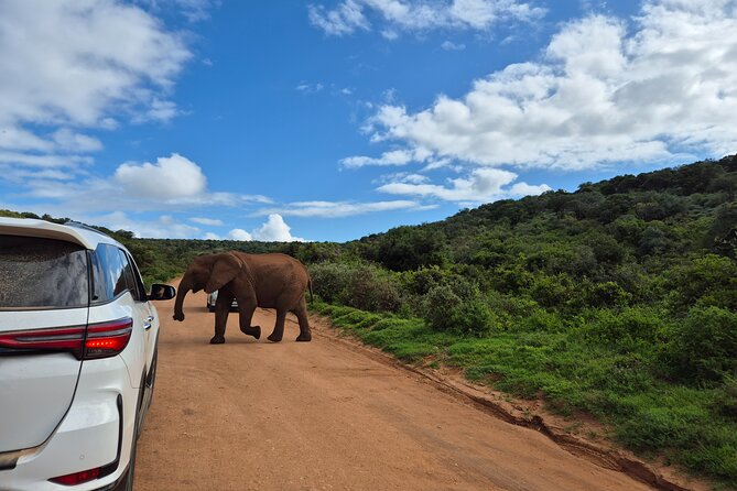 Addo Elephant National Park Tours from Port Elizabeth - Who should book this Addo experience