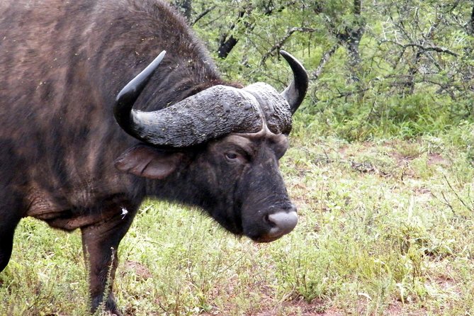 Addo Elephant National Park Tours from Port Elizabeth - Inside Addo Elephant National Park