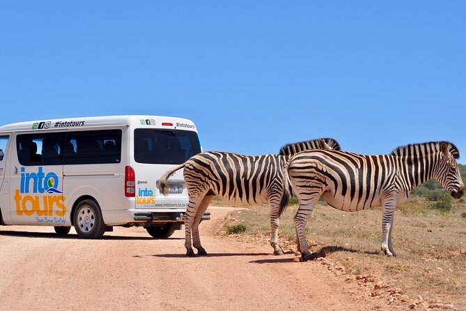 Addo Elephant Park All-Inclusive Day Safari from Port Elizabeth - The main camp for information and souvenirs