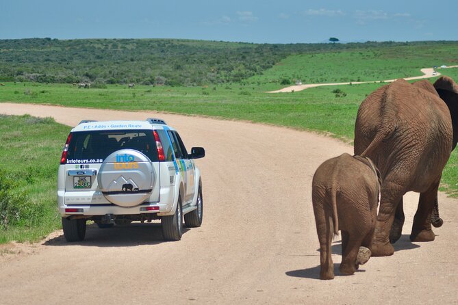 Addo Elephant Park All-Inclusive Day Safari from Port Elizabeth - Afternoon game drive: a second look at the park