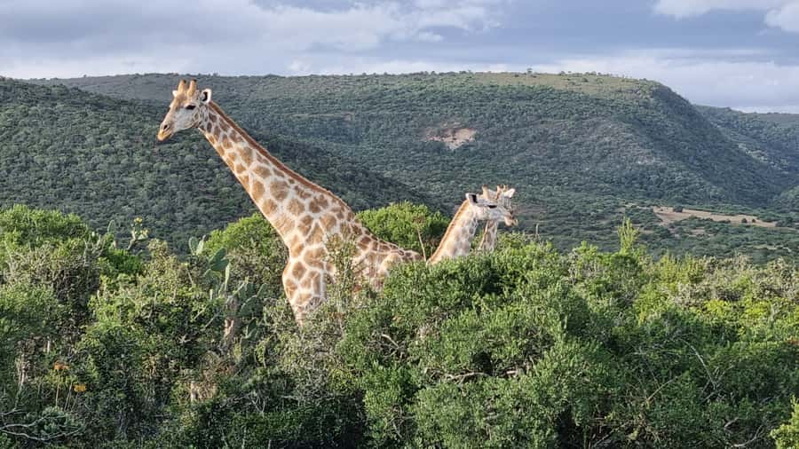 Addo Elephant Park and Giraffe Walk Full Day Safari - Key points to know before booking