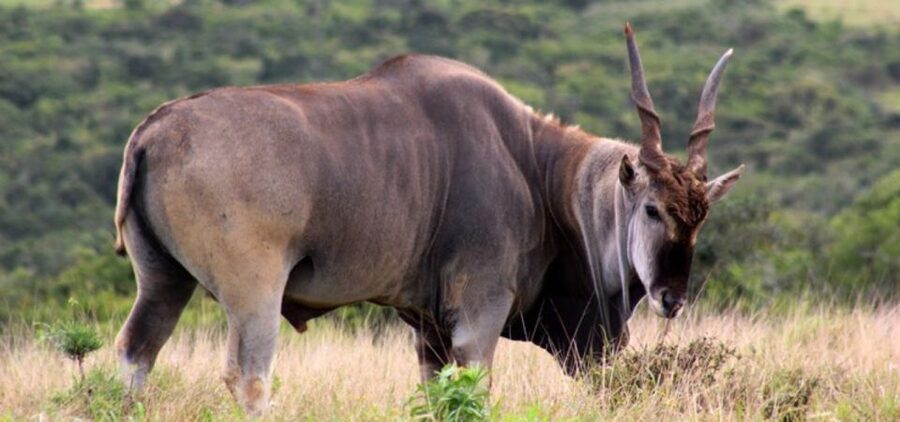 Addo Elephant Park and Giraffe Walk Full Day Safari - Who should book this day?