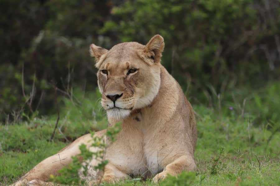 Addo Elephant Park and Giraffe Walk Full Day Safari - Why this Addo combination works so well