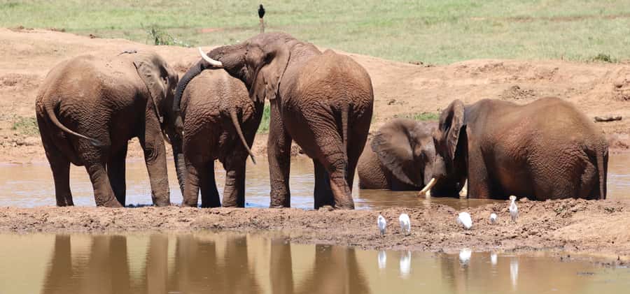 Addo Elephant Park and Giraffe Walk Full Day Safari - The one-hour giraffe walk in the Sundays River Valley