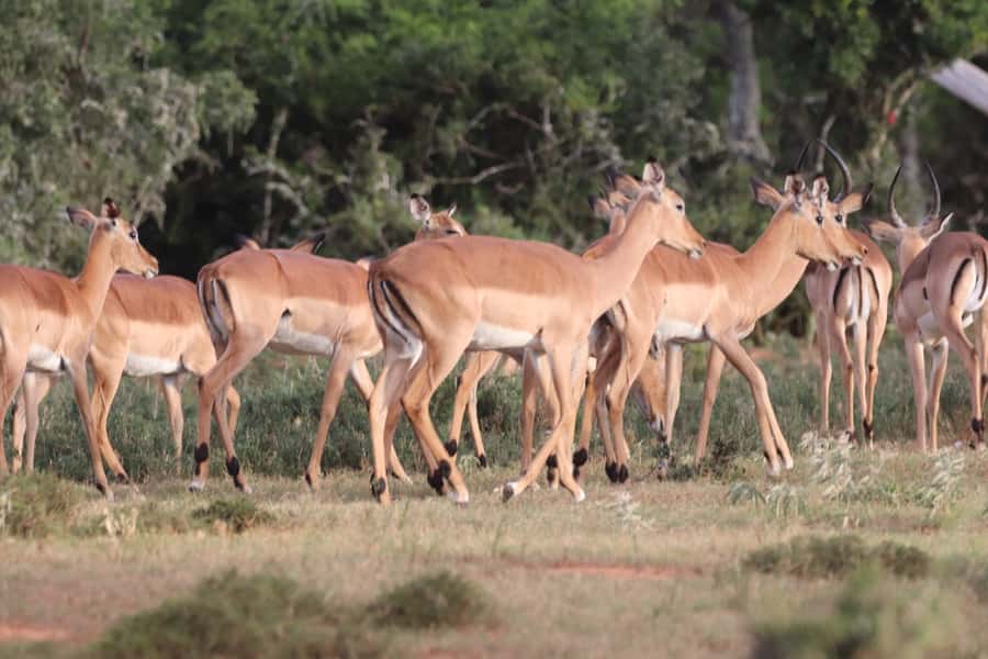 Addo Elephant Park and Giraffe Walk Full Day Safari - What $211 includes, and what it does not