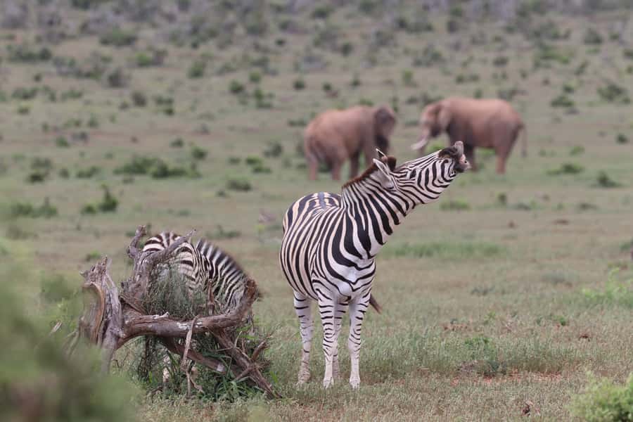 Addo Elephant Park and Giraffe Walk Full Day Safari - Timing, comfort, and photography