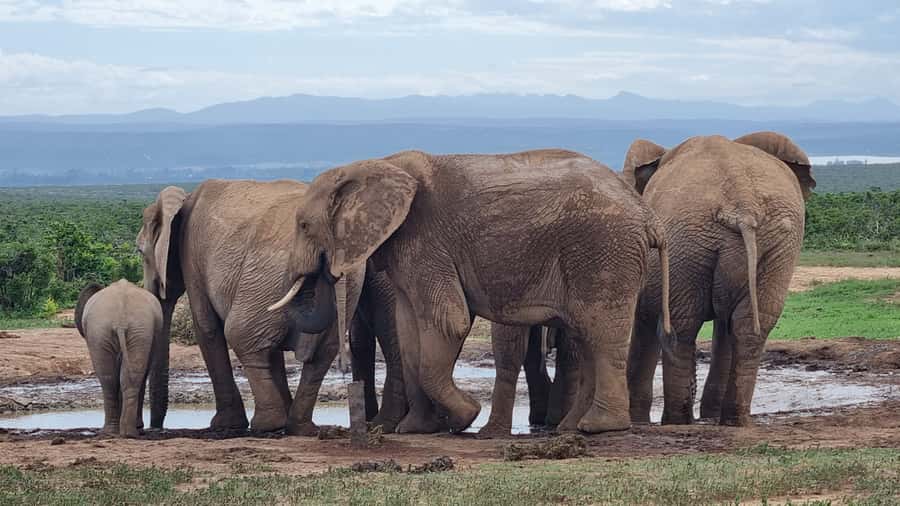 Addo Elephant Park and Giraffe Walk Full Day Safari - The 8:00 to 8:30 pickup from Port Elizabeth or Colchester