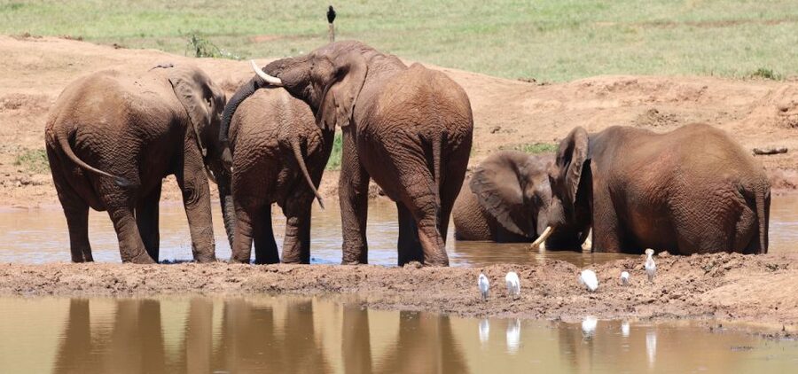Addo Elephant Park and Giraffe Walk Private Full Day Safari - Walking toward giraffes on a private reserve