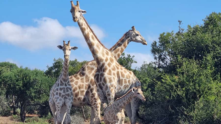Addo Elephant Park and Giraffe Walk Private Full Day Safari - Is $280 per person good value?