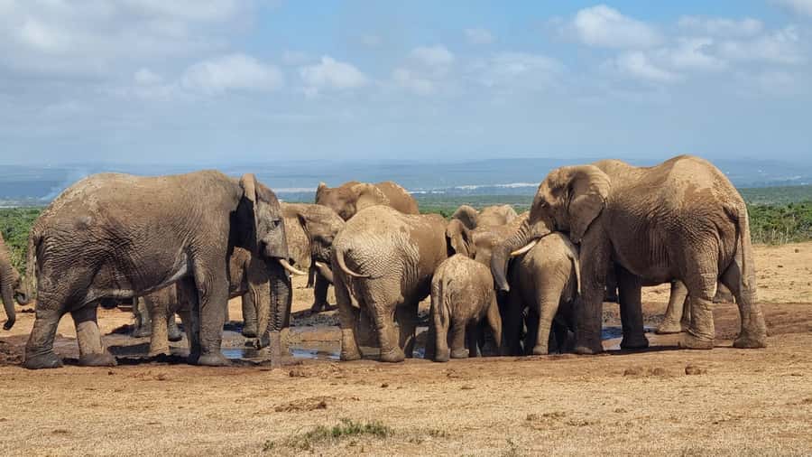 Addo Elephant Park and Giraffe Walk Private Full Day Safari - Starting from Port Elizabeth, Colchester, or Addo