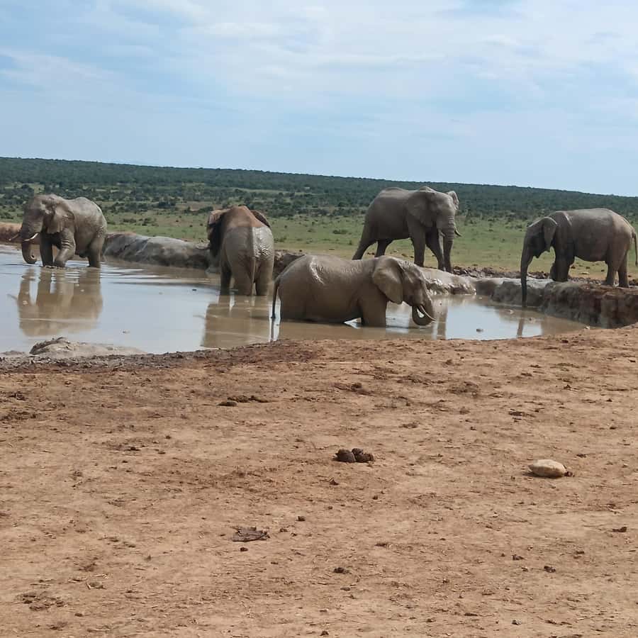 Addo Elephant Park and Kragga Kamma Game Park Combo - Key points at a glance