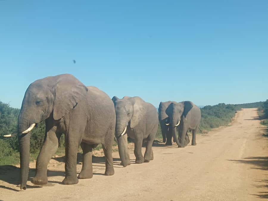 Addo Elephant Park and Kragga Kamma Game Park Combo - Who should book this combination tour?