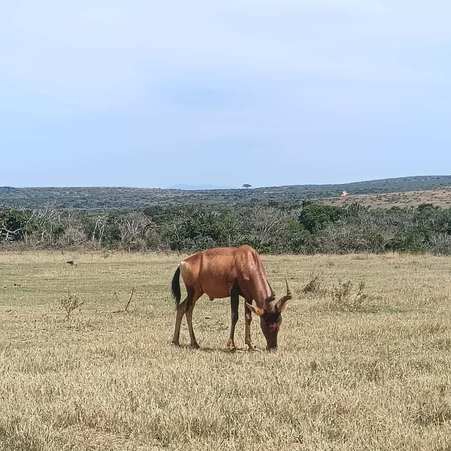 Addo Elephant Park and Kragga Kamma Game Park Combo - Why Addo and Kragga Kamma work well together
