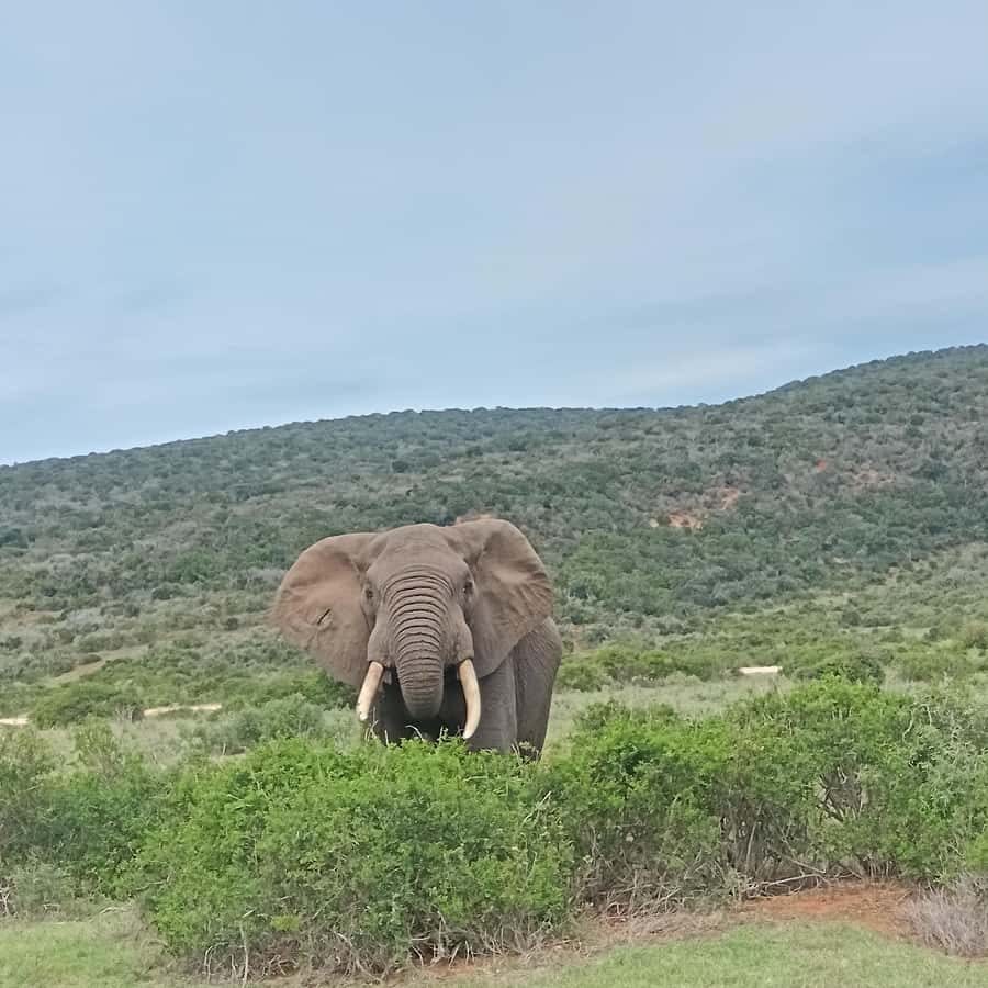 Addo Elephant Park and Kragga Kamma Game Park Combo - Five hours inside Addo Elephant National Park