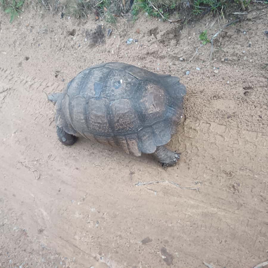 Addo Elephant Park and Kragga Kamma Game Park Combo - The Nanaga Farm Stall lunch stop