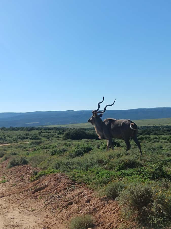 Addo Elephant Park and Kragga Kamma Game Park Combo - Two and a half hours at Kragga Kamma