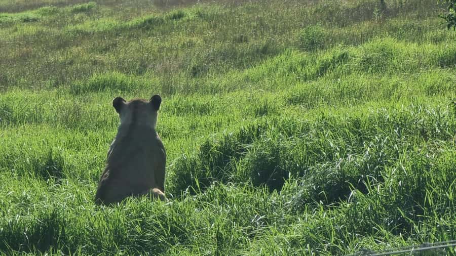 Addo Elephant Park and Kragga Kamma Game Park Combo - The guide can make or break the wildlife search