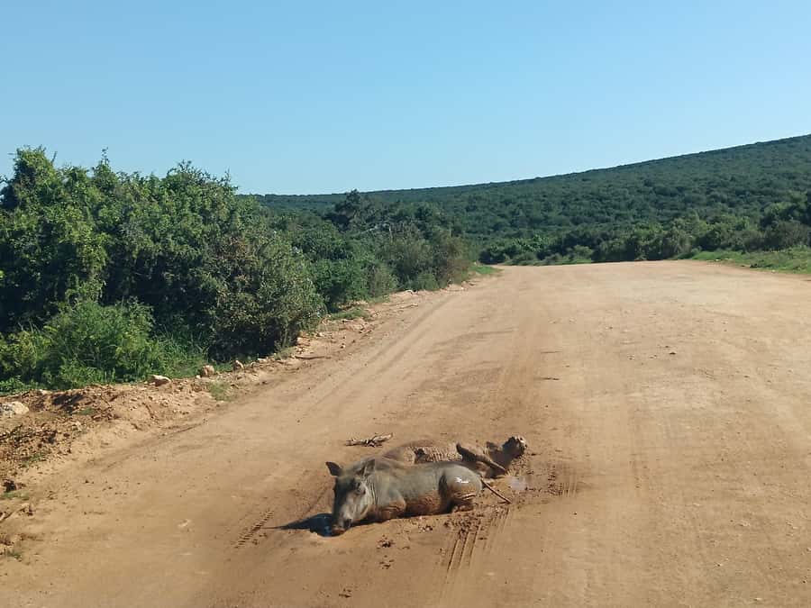 Addo Elephant Park and Kragga Kamma Game Park Combo - Timing, comfort, and what to bring
