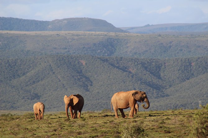 Addo Elephant Park multi-day Photo Safari - Why this safari is more than an Addo game drive