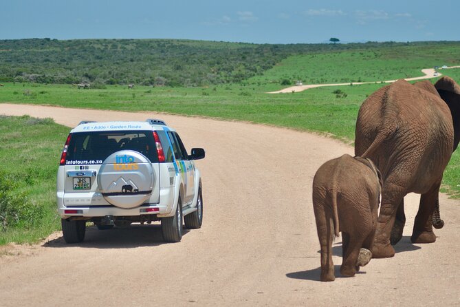 Addo Elephant Park Safari & Shore Excursion from Port Elizabeth - The Elephant Water Hole Experience