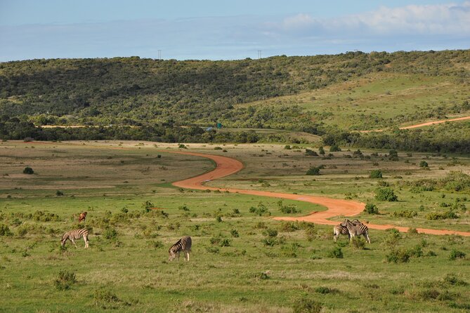 Addo Elephant Park Safari & Shore Excursion from Port Elizabeth - A South African Picnic and Main Camp Stop
