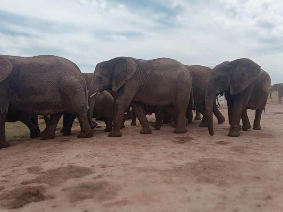 Addo Elephant Park:Safari Tour meet Big 5 to be satisfied - Key points before you book