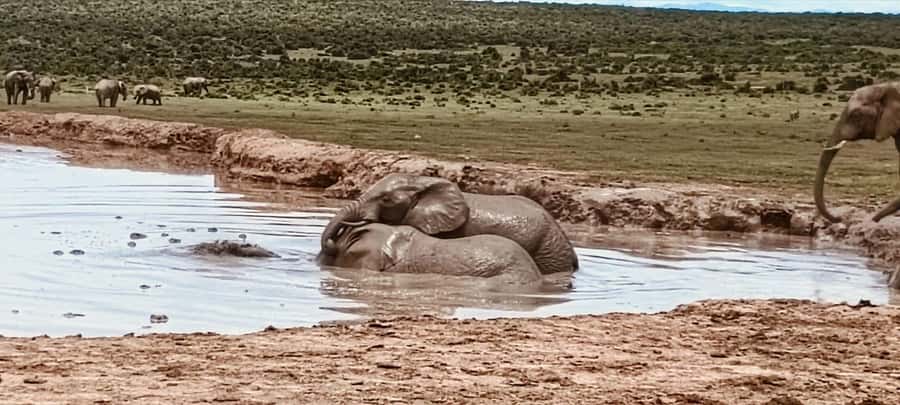 Addo Elephant Park:Safari Tour meet Big 5 to be satisfied - The animal search, with patience required
