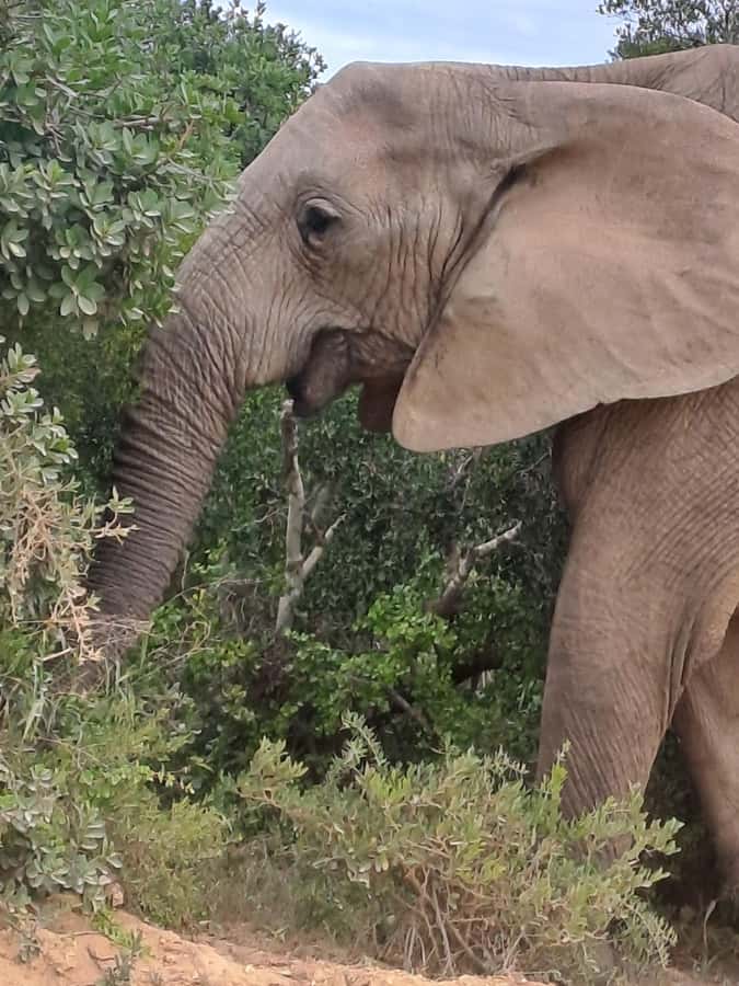 Addo Elephant Park:Safari Tour meet Big 5 to be satisfied - The Interpretation Centre adds useful context