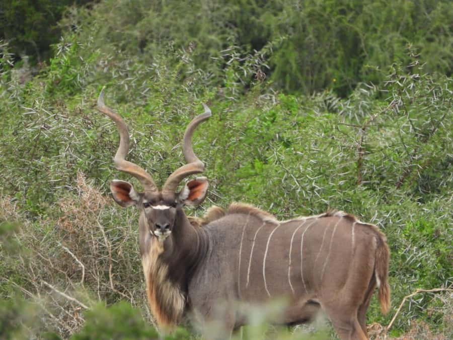 Addo Elephant Park:Safari Tour meet Big 5 to be satisfied - Who will get the most from this outing