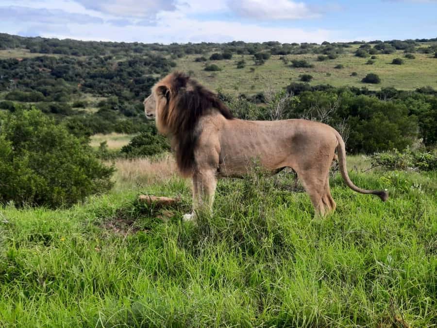 Addo Elephant Park:Safari Tour meet Big 5 to be satisfied - Entering the Home of Elephants