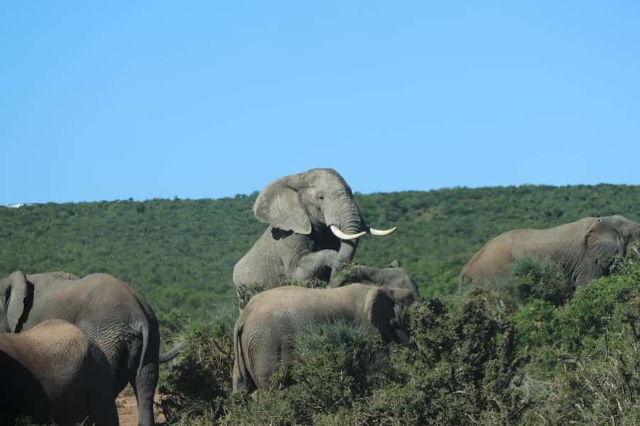 Addo Elephant Park Tours. Full Day - Key points at a glance