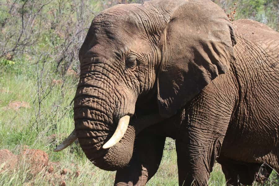 Addo Elephant Park Tours. Full Day - Eight hours inside Addo Elephant National Park