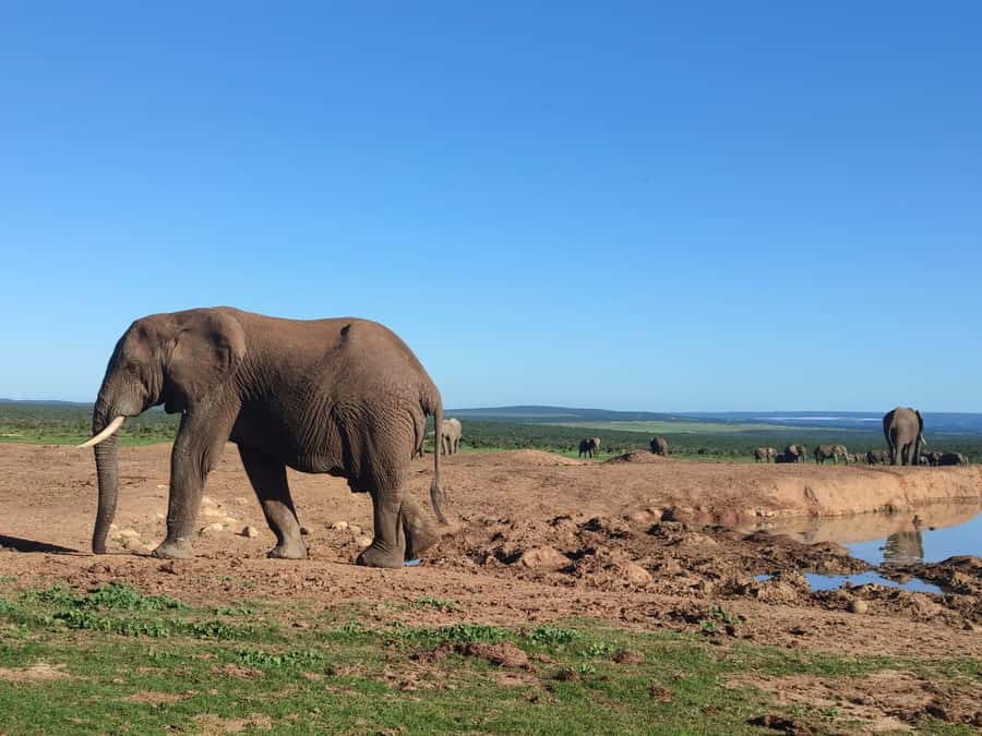 Addo Elephant Park Tours. Full Day - Waterholes and close elephant encounters
