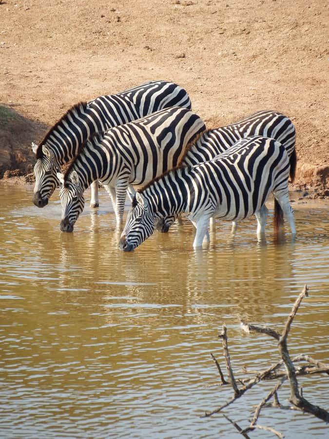 Addo Elephant Park Tours. Full Day - Starting from Port Elizabeth or Addo