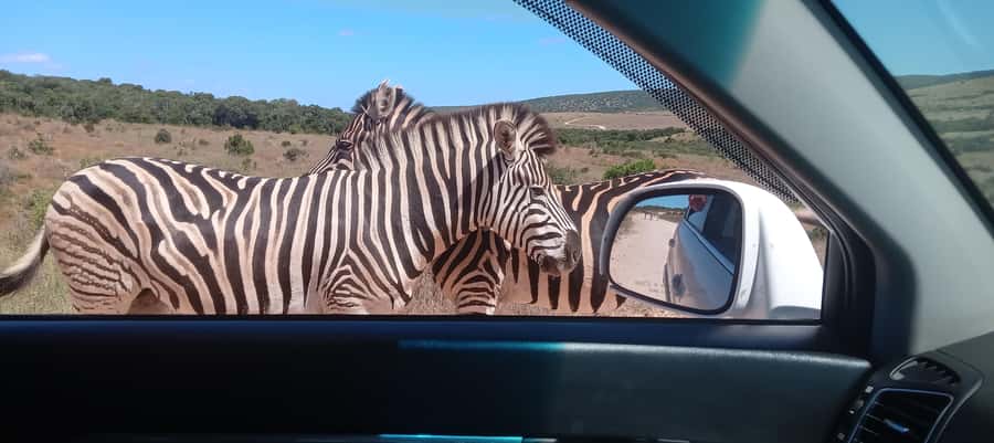 Addo: Game Drive in Addo Elephant National Park Private - The Big Five Question: Keep Your Expectations Sensible