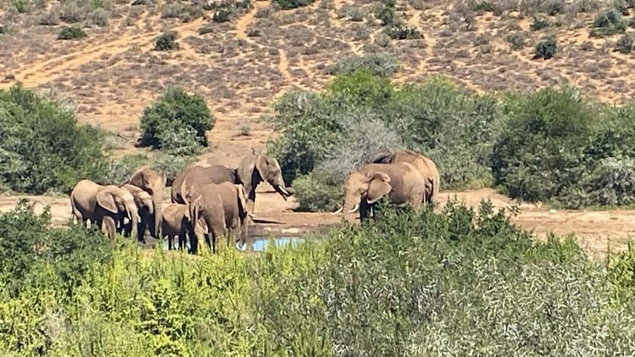 Addo: Game Drive in Addo Elephant National Park Private - What $270 Per Person Really Buys